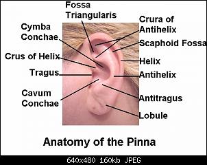 Click image for larger version. 

Name:	anatomy_of_pinna_jp.jpg 
Views:	717 
Size:	159.9 KB 
ID:	1238