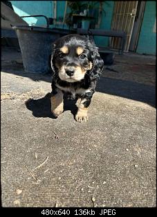 Click image for larger version. 

Name:	pup.jpg 
Views:	191 
Size:	135.7 KB 
ID:	18820