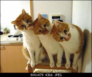 Click image for larger version. 

Name:	3-funny-cats.jpg 
Views:	2044 
Size:	43.0 KB 
ID:	456